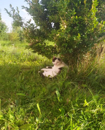 asadasa - Koty moich rodziców są wykastrowane i wychodzące (niestety). Rodzice pojech...