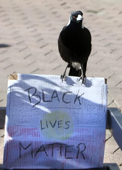 kriksos-stefanos - BBLM? - Black Bird Lives Matter