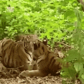 RandomowyJanusz - #smiesznypiesek #smiesznekotki #monke