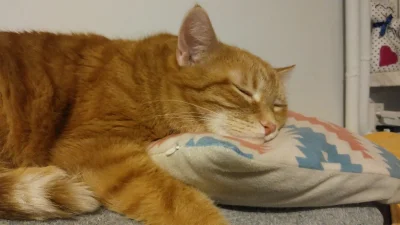 kupczyk - @tribia: śpiący Garfield