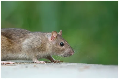paczelok - #gryzonie #szczuryposting #zwierzaczki