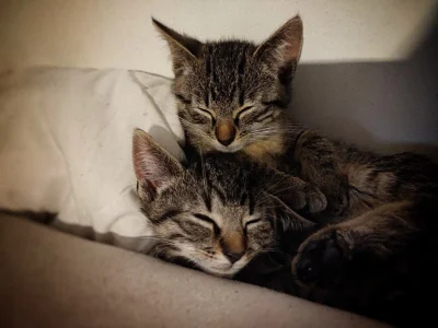 crimsontides - #smiesznekotki #koty

Jak klasyczne rodzeństwo z Alabamy śpią wtulen...