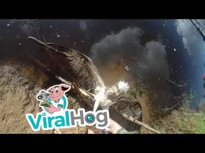 hahacz - Ratowanie rybołowa zaplątanego w żyłkę wędkarską: