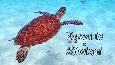 silentpl - Jak wygląda pływanie z żółwiami? Jest taka plaża na wyspie Curacao którą o...