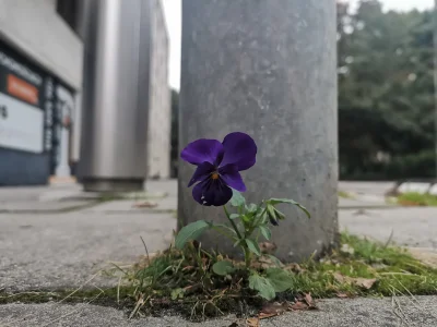 Stolusznik - 5 dni temu idąc po Kazimierza Wielkiego w Krk zauważyłem takiego oto har...