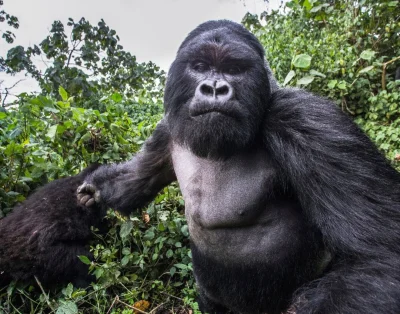 cheeseandonion - >Photographer Christophe Courteau was taking snaps of mountain goril...