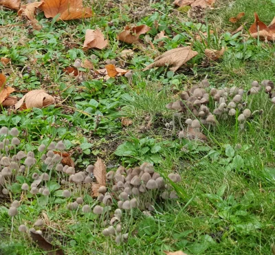 J.....g - Mirasy co to za dziwne grzyby wyrosły u mnie na trawniku?

#grzyby #natur...