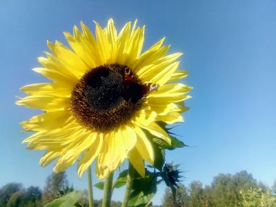 KubaGrom - A dziś u mnie bardzo słonecznie
#fotografia #jesien #kwiaty #motyle