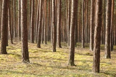 Morf - > Na szczęście w Polsce tak nie jest. Lasów nam stale przybywa.

*plantacji ...