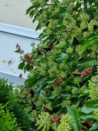 endipek - #przyroda #motyle #ciekawostki 
Mam inwazję motyli w ogrodzie (⌐ ͡■ ͜ʖ ͡■) ...