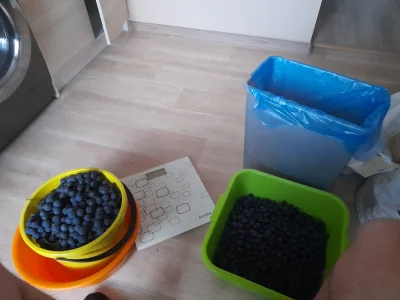 Mokrasek - Jeszcze 5 kg I lecę z tematem
#wino #winodomowejroboty