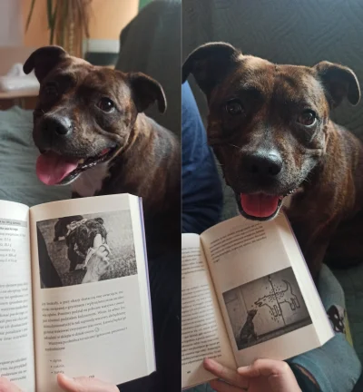 matra - #dziendobry psiarze, wczoraj premierę miała książka na temat żywienia psów. N...