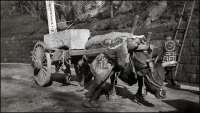 myrmekochoria - Mężczyzna pomagający bykowi, Japonia 1908

#starszezwoje - tag ze s...