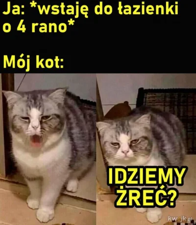 Neko-chan51 - @pannakota: > Pos jest moim budzikiem. W tygodniu codziennie wstaję oko...