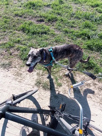 Jarczur - Testowałem dzisiaj takie ustrojstwo do jeżdżenia z psem na rowerze. Super s...