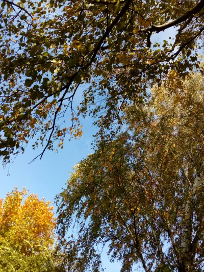 karol-domanski33 - #czujedobrze #jesien #drzewka #jeszczetrochecieplo #sloneczko