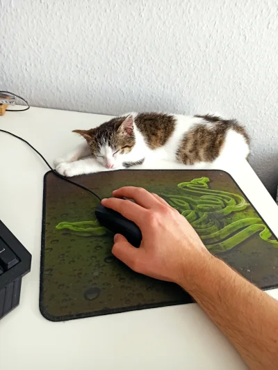 Keiro - @szarley: Praca home office i miłość do kota, siedzenie w domu samemu od 8 do...