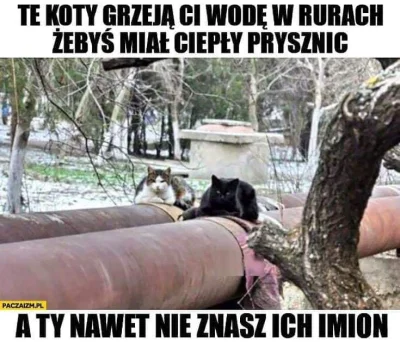 dzoli - #humorobrazkowy #heheszki #koty #kot #smiesznykotek #smiesznekotki #ciepelko