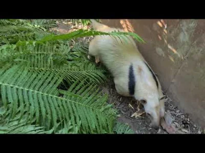 ZOOlogiczna - @bez_znaczenia: Z tym Sebkiem to całkiem trafiłeś. Nieironicznie niektó...