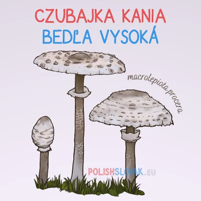 PolishSlovak - Pochodzenie nazwy „czubajka kania” nie jest w pełni jasne. 
Czubajka ...