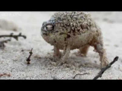 login-jest-zajety - Desert Rain Frog ( ͡° ͜ʖ ͡°)
