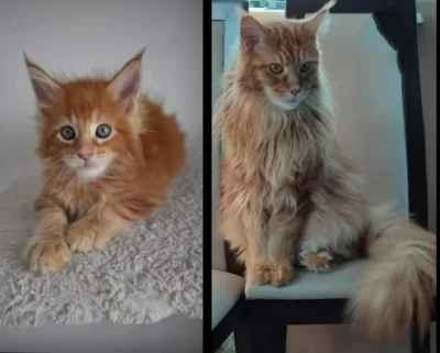KiedysMialemFejm - 2 lata różnicy

#mainecoon #koty #pokazkota