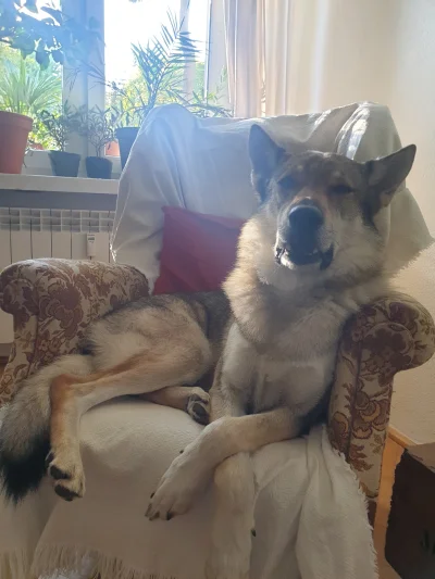 pranko_csv - Usiądź szczeniaku. Opowiem ci historię.
#prankothewolfdog