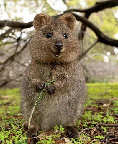 hcbadixhc - Nie ma czasu na wyjaśnienia, oto szczęśliwa quokka, zawsze się pojawia uś...