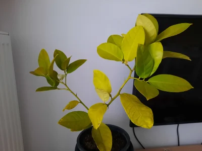 heniek_8 - Moje drzewo cytrynowe wygląda tak,
 jakieś żółtawe te liście. 

jak mu ...