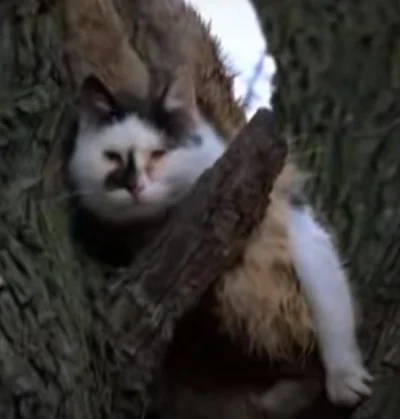 jarema87 - kot mi uciekł na drzewo #pokazkota