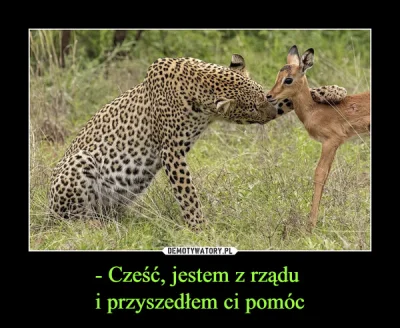 januszzczarnolasu - ( ͡° ͜ʖ ͡°)