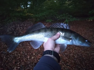 ghostrider - Miały być szczupaki a jest pierwszy sandacz w życiu. 49cm. 

#wedkarst...