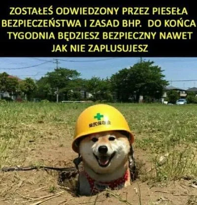 Bita_Smietana69 - #dziendobry #bhp #piesel #heheszki #humorobrazkowy