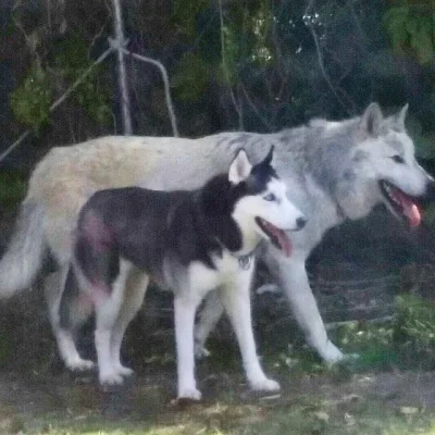 Castellano - Wilk i Husky
#wilk #psy #zwierzeta
