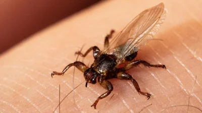 Masterczulki - Po 16 nastąpił atak "kleszczy na sterydach" czyli strzyżaka sarniego. ...