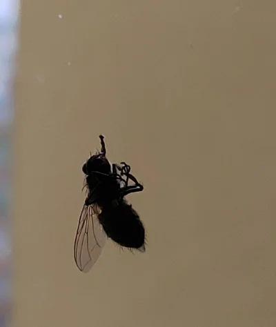 chosenon3 - Czaicie, że mucha przyssała się ta swoją trąbką do szyby i tak sobie umar...
