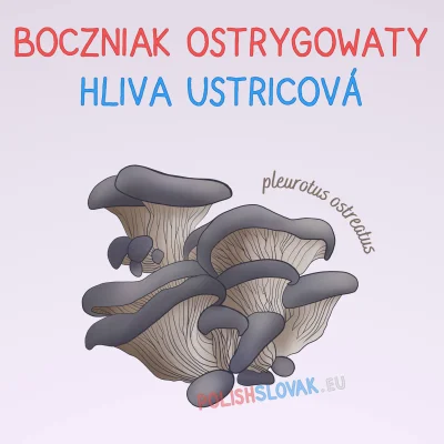 PolishSlovak - Hliva ustricová
Słowacka nazwa hliva pochodzi z prasłowiańskiego słow...