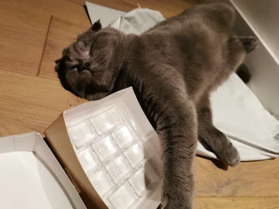 murmurlrl - Kot zeżarł całe pudełko czekoladek i śpi, śmiechu warte ( ͡° ͜ʖ ͡°)
#kot...