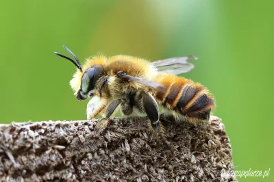 M.....e - Samce miesierki wielkiej to twardziele wśród pszczół. Są bardzo skłonni do ...