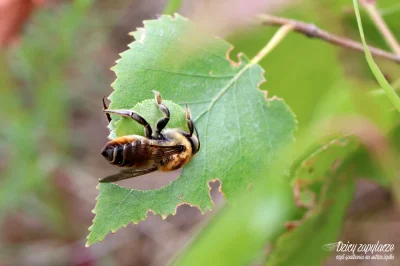 M.....e - Pszczoła wycina samodzielnie kawałek liścia, równocześnie zwijając go w rul...
