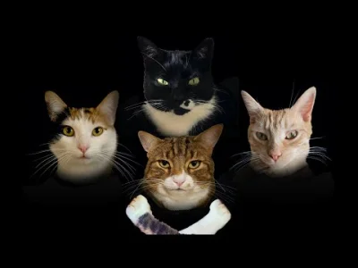 PrzyczajonaDzikaSwinia - Bohemian Catsody

#koty #queen #heheszki #rozrywka #muzyka...