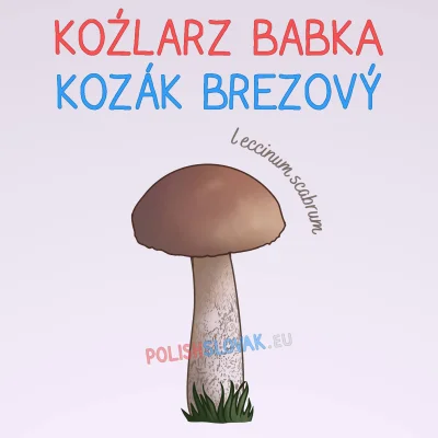 PolishSlovak - Koźlarz babka
Polski koźlarz i słowacki kozák wywodzą się od prasłowi...