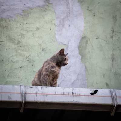 asdfghjkl - Stambulski kitku (｡◕‿‿◕｡) w kom stambulski latający szczur #belkotwpodroz...