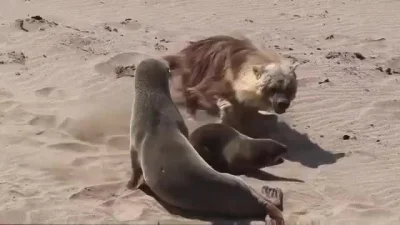 cheeseandonion - >A Brown Hyena kills a Cape Fur seal pup along the Namibian coast.
...