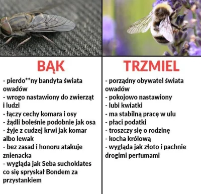 VirusX - #trzmiel #bak #pszczoly #owady #lato #heheszki