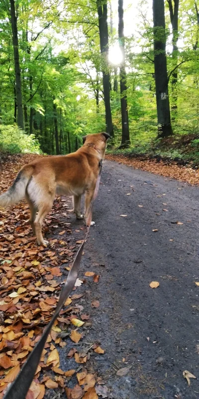 Marbloro - Jesienny spacer z jesiennym psem ( ͡º ͜ʖ͡º)

#spacer #pokazpsa #jesien #je...
