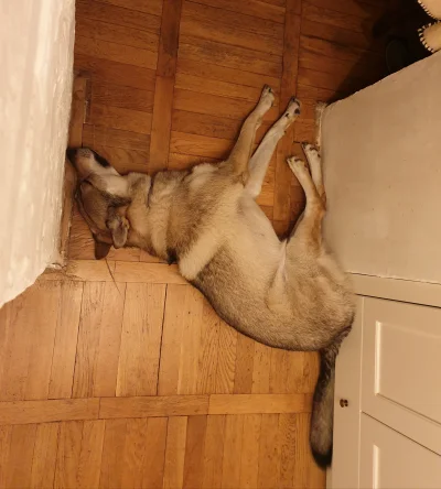 pranko_csv - ʕ•ᴥ•ʔ
Dzień dobry!
#prankothewolfdog