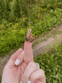 Dibhala - Niecodzienne wyjście z progu na skoczni xD
#smiesznypiesek #skokinarciar...