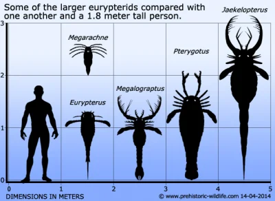 kotdodrzwi - Znajdowano już skamieniałości większych skorpionów:
