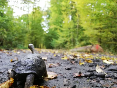 szklo-na-warsztacie - Złota (i zielona) żółwia jesień.

#zolw #pracbaza #las #dziendo...